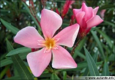 Avez-vous reconnu cette fleur ?