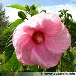 Comment se nomme cette fleur ?