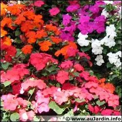 Que sont ces fleurs ?