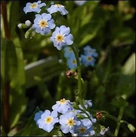 Quelles sont ces petites fleurs bleues ?