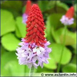 Quel est le nom de cette fleur ?