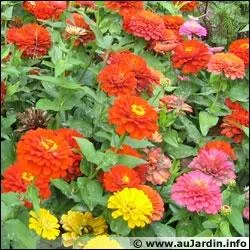 Comment se nomment ces fleurs ?