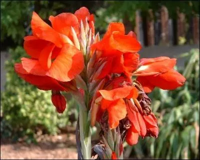 Reconnaissez-vous cette fleur ?