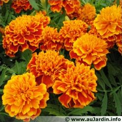 Quiz Jardins