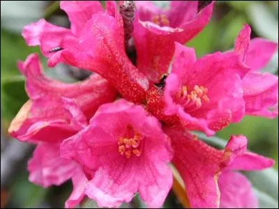 Quelles sont ces fleurs ?