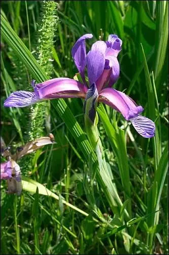 Quelle est cette fleur ?