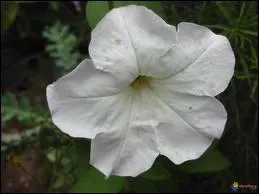 Reconnaissez-vous cette fleur ?