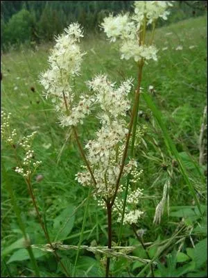 Comment se nomme cette fleur ?
