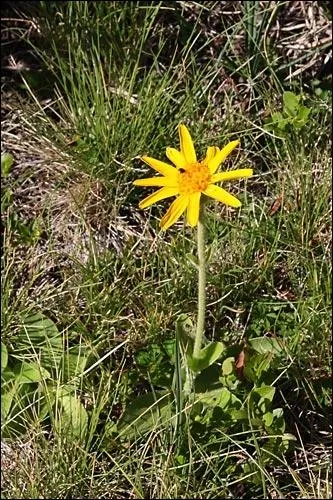 Petite fleur de montagne aux vertus antalgiques et circulatoires, qui rsorbe les bleus ?