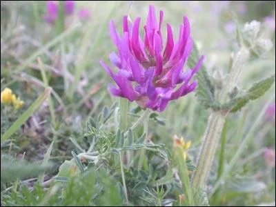 Si vous ne reconnaissez-pas cette fleur, vous tes tomb sur un os !