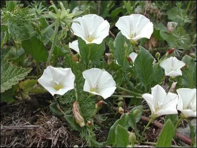 Quelles sont ces fleurs ?