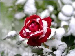 Mais, l'ambiance du site est excellente, et elle va revenir demain, repose et la fleur au fusil !