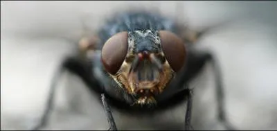 Dans ce pays, elle peut vous endormir ... dfinitivement !