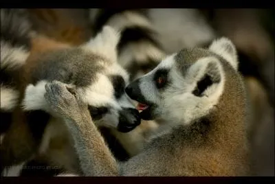 C'est ici que l'on trouve ces primates, et nulle part ailleurs dans le monde !