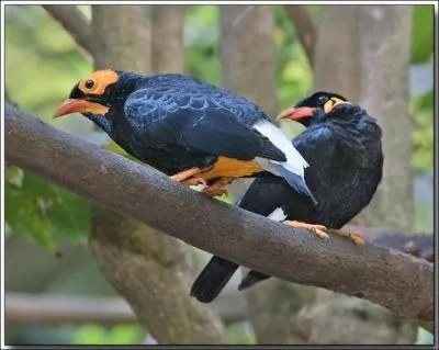 Ils font partie des plus beaux oiseaux du monde, les paradisiers ou oiseaux de Paradis, o les trouve-t-on ?