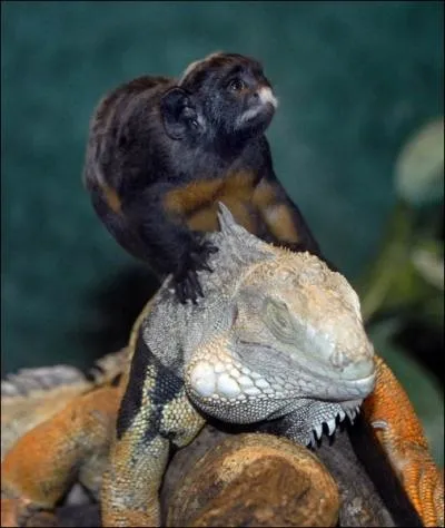 J'adore les algues vertes que je vais chercher sous l'eau, durant son voyage, Charles Darwin put m'tudier, ainsi que d'autres !