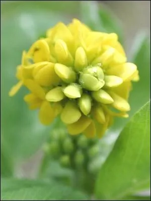 Quelle est cette fleur ?