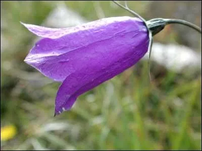 Jolie fleur bleue des montagnes :