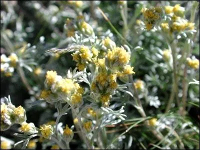 Plante que l'on trouve en haute-montagne ?