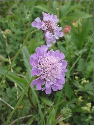 Fleur des champs que l'on rencontre souvent dans la campagne :