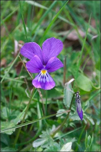 Quelle est cette fleur de montagne ?