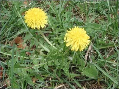 Quelles sont ces fleurs ?