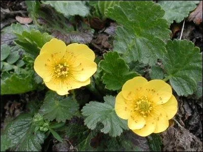 Que sont ces fleurs jaunes ?