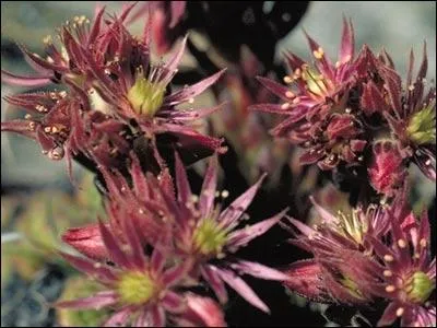 Quel est le nom de celle-ci ?