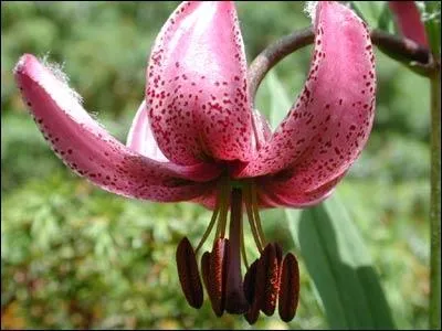 Quelle est cette fleur ?