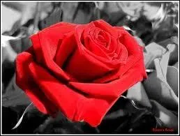 Et voici la reine des fleurs !