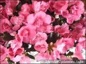 Quelles sont ces fleurs dont le nom tait celui d'une petite vache du Mange enchant ?