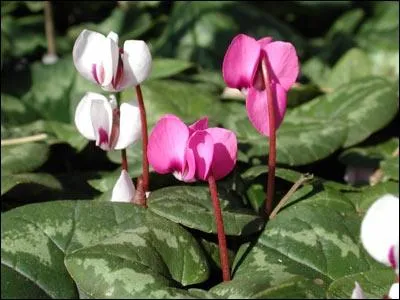 Celle-ci aussi est bien connue :