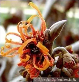 Quelle est cette fleur ?