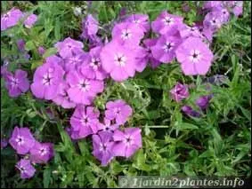 Comment s'appellent ces fleurs ?