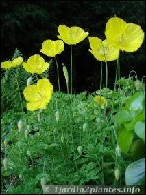 Que sont ces fleurs de la famille des papaverces ?