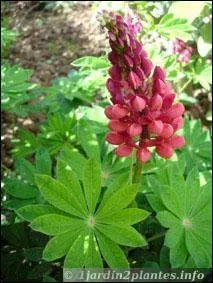 Reconnaissez-vous cette fleur ?