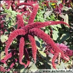 Comment s'appelle cette amarante ?