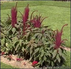 Encore une amarante qui porte un drle de nom !