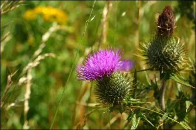 C'est le chardon d'Ecosse :