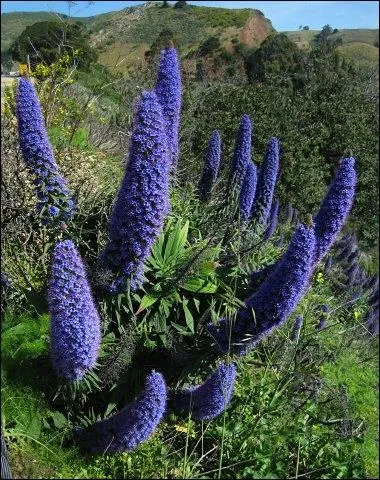 Quel est l'autre nom de l'chium ?