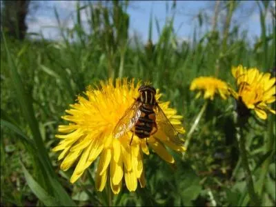 Et voici la fleur de pissenlit :