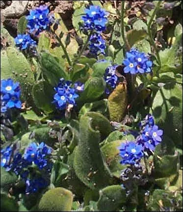 Quel surnom donne-t-on au myosotis ?