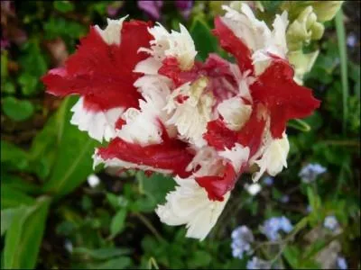 Quelle est cette tulipe ?