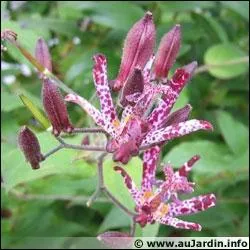 Quel est le nom de ce lys ?