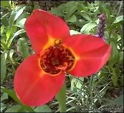 Quelle est cette fleur de la famille des iridaces, appele aussi tigridia pavona ?