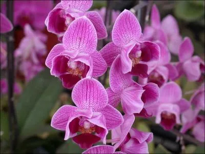 Quelle est cette orchide ?