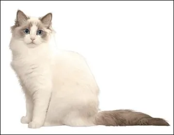 Et puis quel est ce chat l ?