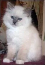 Quel est cette race de chat ?