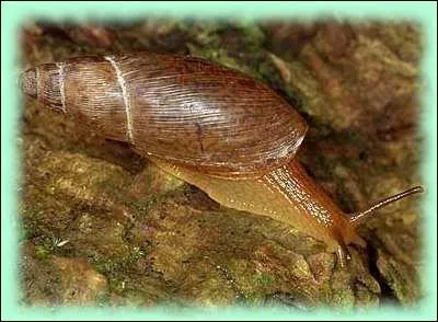 Un escargot peut tre carnivore !