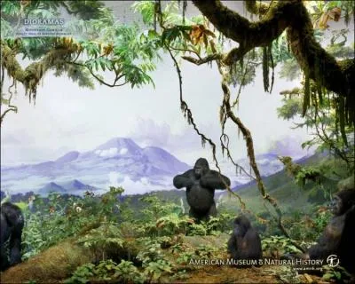 Le sexe du gorille mâle (dos argenté) en érection peut facilement dépasser 40 centimètres !